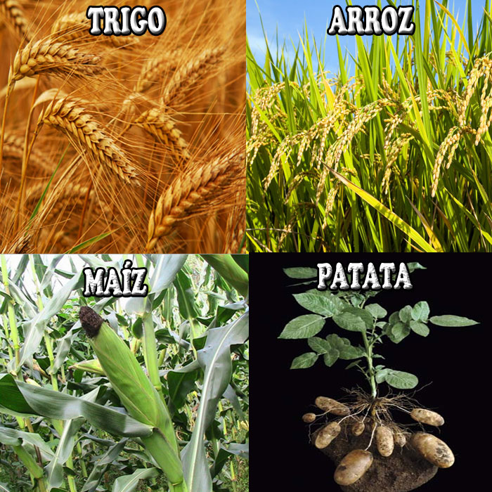 cuatro principales cultivos