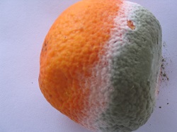 naranja mohos