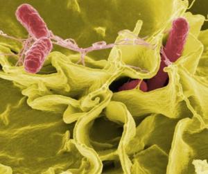 salmonella bacteria food large
