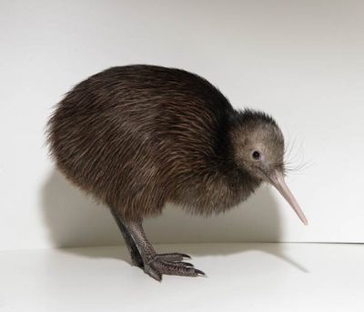 kiwi ave