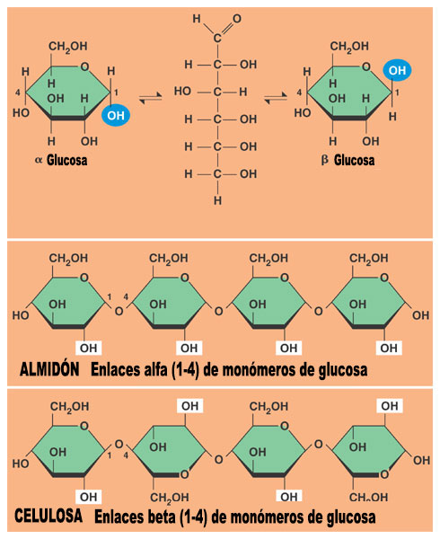 celulosa almidon glucosa