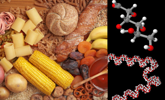 componentes hidratos carbono alimentos