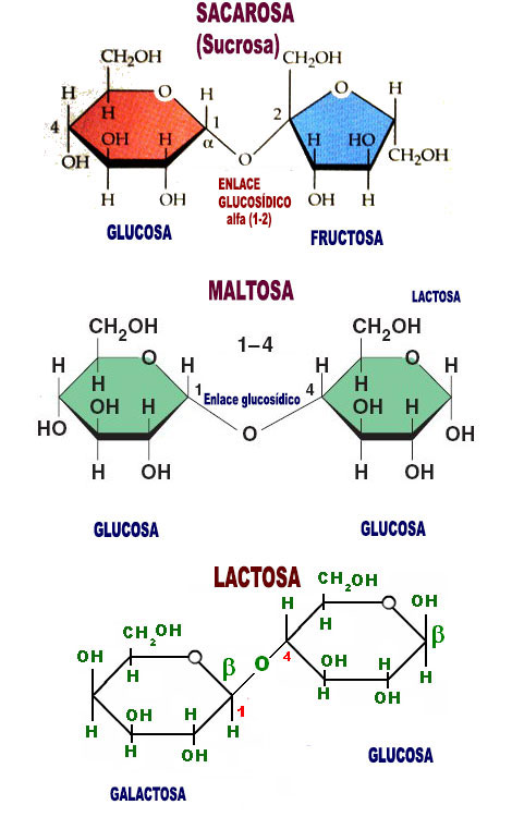 disacaridos sacarosa maltosa lactosa