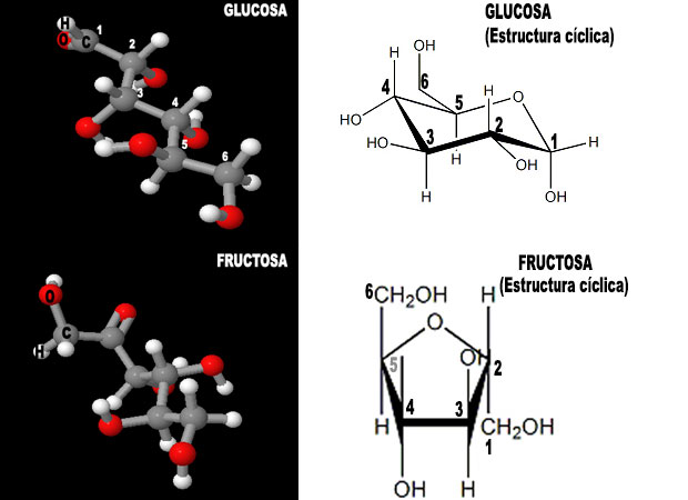 glucosa fructosa