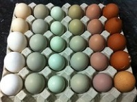 Huevos de Eater Egger