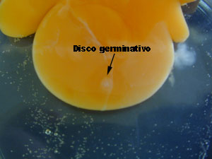 disco germinal