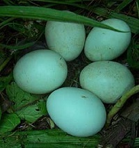 huevos azules