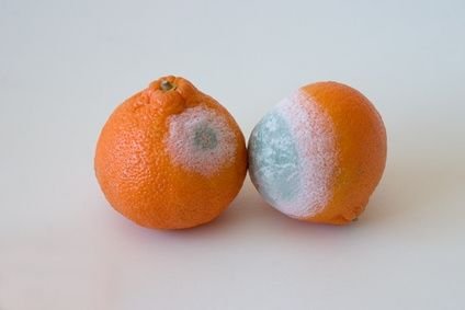 mohos naranja