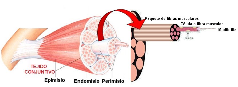 estructura musculo carnes