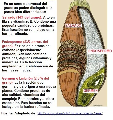 estructura grano cereales