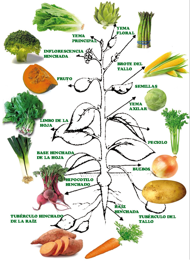 Frutas y Hortalizas (verduras): Composición y Propiedades - Edualimentaria