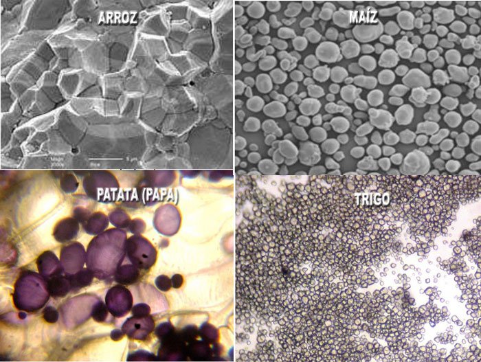 formas granulos almidon