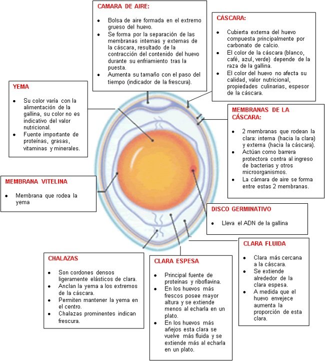 Dictar acoplador Almuerzo Huevos y derivados: Composición y Propiedades - Edualimentaria