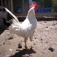 gallina leghorn