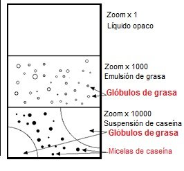 estructura de la leche