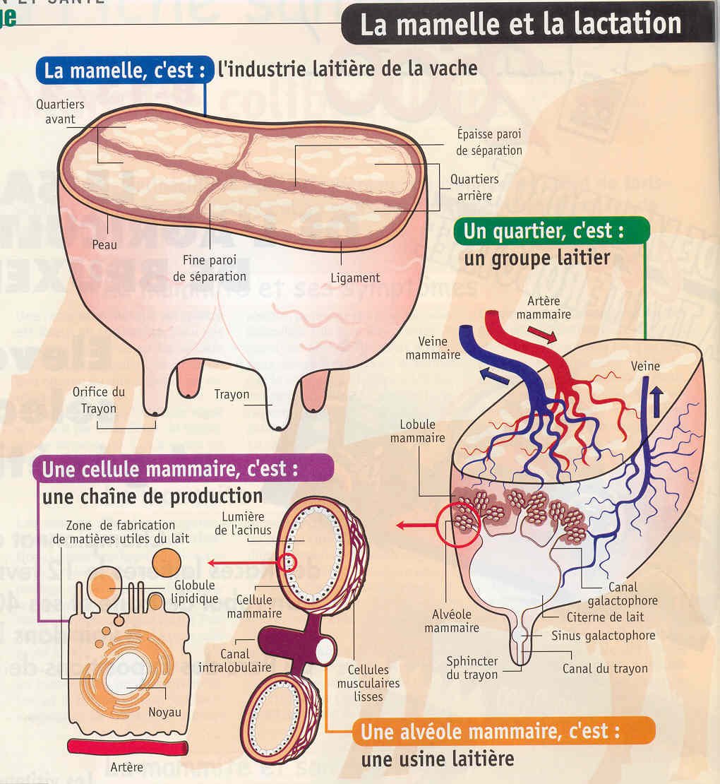 como se produce la leche