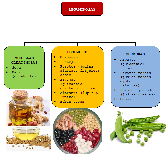 clasificacion de las leguminosas
