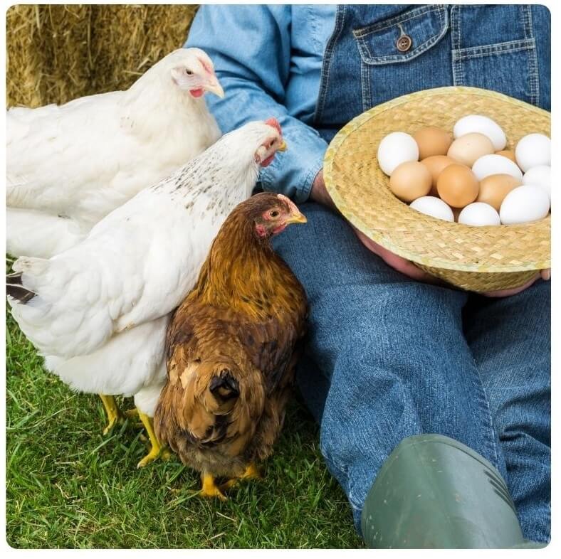huevos